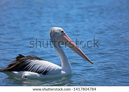 Pelican at the coast off Australia