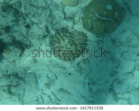 Great Barrier Reef Australia under water