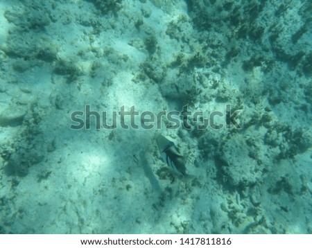 Great Barrier Reef Australia under water
