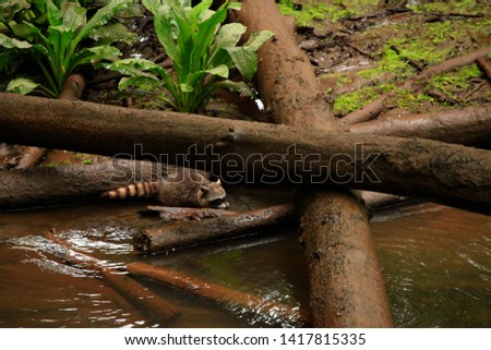 a picture of an exterior Pacific Northwest forest wetlands with Young raccoon