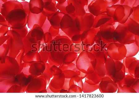 Red coral rose petals on white background, isolated. Flat lay, top view, copy space.