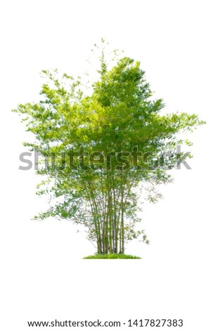 Bamboo. Isolated tree on white background. Images of high resolution bamboo tree for design or graphic work 