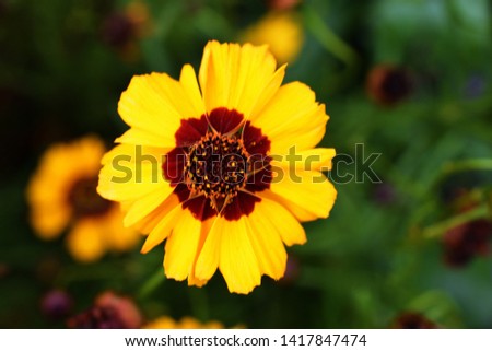Yellow flowers of coreopsis. Coreopsis lanceolata in the garden, Yellow  coreopsis royalty free stock images.