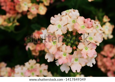 Light pink Verbena Bonariensis flower royalty free stock images
