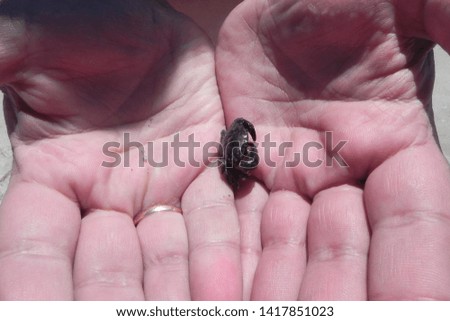 very small crab in hands