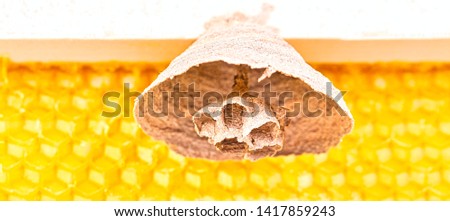 Macro picture of Asian hornets begin of nest on a new yellow frame of beehive, responsible of death of bees colony. Disaster for nature wild life in France. Front view