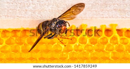 Macro picture of alive Asian hornets on a new yellow orange frame of beehive. They are responsible of death of bees colony. Disaster for nature wild life in France. Top view