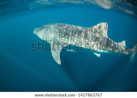 Underwater wide angle shot of a Whale Shark swimming in open blue ocean