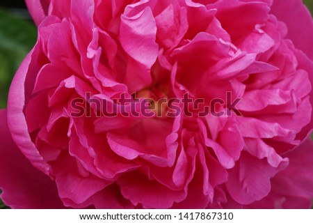 Pink peonies fully blossomed in close-up view