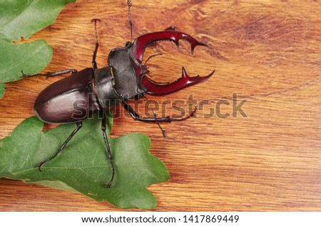 Male stag beetle on a wooden background. 