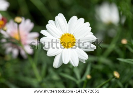 Beautiful whites flowers Arktotis, Osteospermum chamomile family. Breeding. Selective focus. As a background for any of your projects.