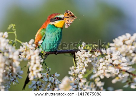 bee-eater with butterfly in its beak among acacia flowers