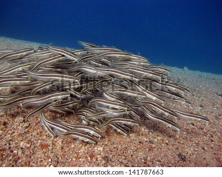 Schooling juvenile striped eel catfish
