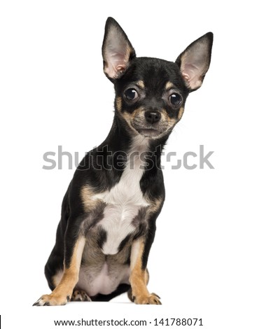 Chihuahua puppy sitting, 4 months old, isolated on white