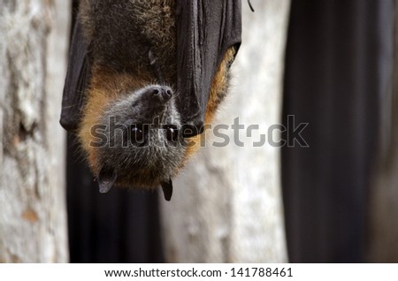 the Australian bat is hanging upside down Royalty-Free Stock Photo #141788461
