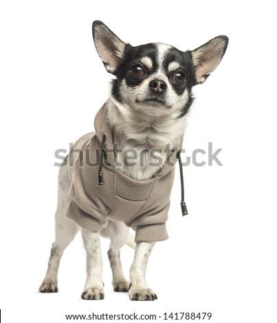 Standing Chihuahua wearing a sweater, 18 months old, isolated on white