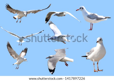 Seagull  many styles in  Frame Royalty-Free Stock Photo #1417897226