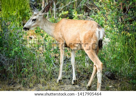 Deer in the wild feeding on grass and weeds