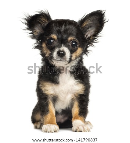 Chihuahua puppy sitting, looking at the camera, 3 months old, isolated on white