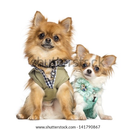 Two dressed up Chihuahuas sitting, 10 months and 2 years old, isolated on white