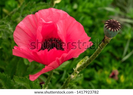 flowering red poppy with bud