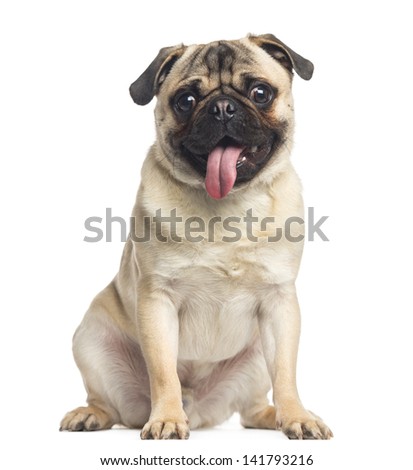 Pug, sitting and panting, 1 year old, isolated on white Royalty-Free Stock Photo #141793216