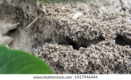 small houses of black ants on the ground