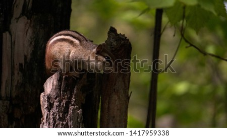 chipmunk in his stump house 