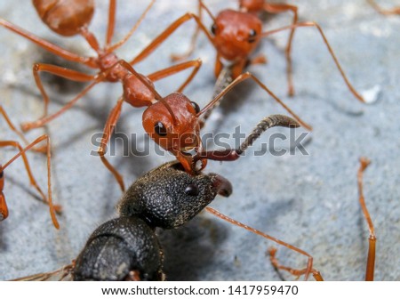 Teamwork of red ant group 