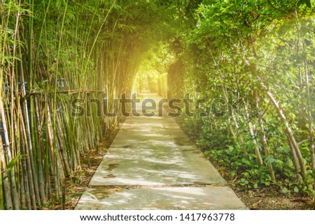 Bamboo tunnel on both sides of concrete path.