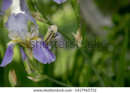 in the garden are blooming purple flowers called iris. They are very beautiful
