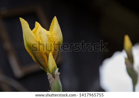 the photo shows flowers called iris. They are very beautiful

