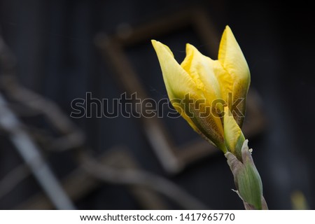 the photo shows flowers called iris. They are very beautiful
