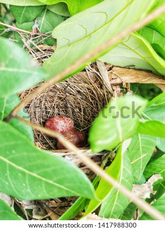 selective focus macro shot of natural woods bird nest with two brown eggs hidden among the leaves of longan tree
