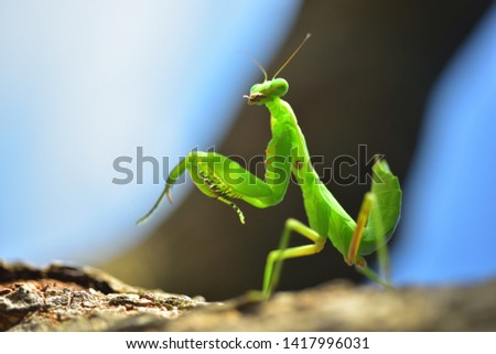 Cute green insect ecology in natural environment