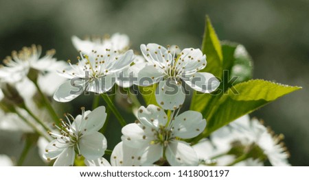 The white flowers of the blossoming cherry which are sticking out up