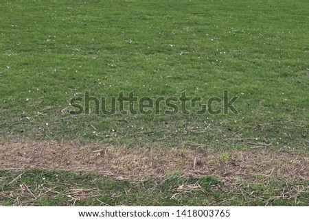 Detailed close up view on green grass and meadows with some small flowers taken in summer