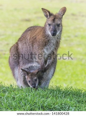 Mother wallaby with little one in her pouch