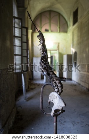 Vertebral column with hips, used as medical sample in the abandoned hospital of Racconigi, Italy
