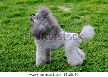 beautiful poodle posing at a dog show