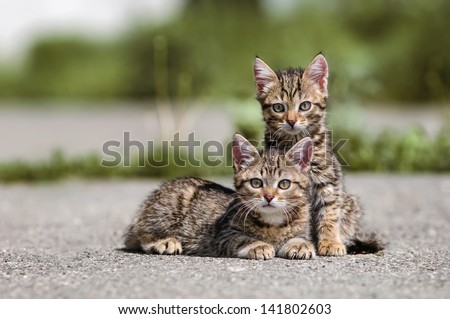 cat on the street Royalty-Free Stock Photo #141802603