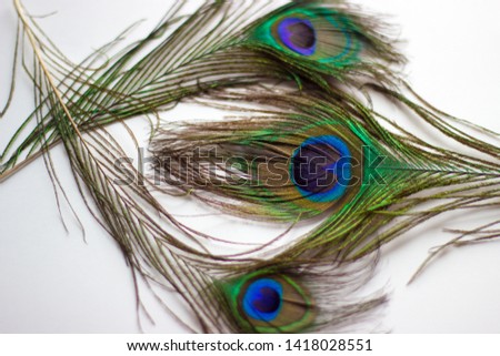 Composition of peacock feathers on a white background