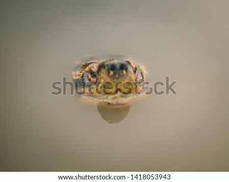 Closeup turtle in the water 