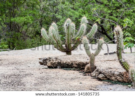 Brazilian Cactus - Xique Xique - Pilosocereus gounellei Royalty-Free Stock Photo #141805735
