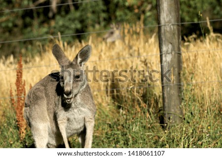 Kangaroo grazing in a pasture