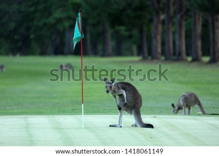 Kangaroo on a golf course in Australia