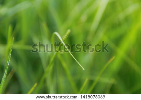 the grass is green in the summer