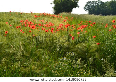 Early summer. Poppies on the cornfields.