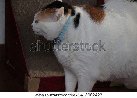 winter domestic cat in hokkaido japan