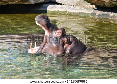 Close up of hippopotamus head in water with mouth wide open. Horizontal profile